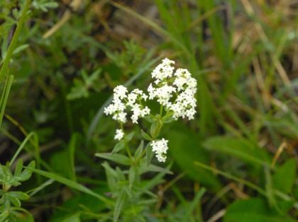 Bedstraw, Northern