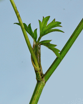Burnet-saxifrage, Greater