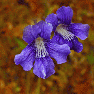 Butterwort, Large-flowered