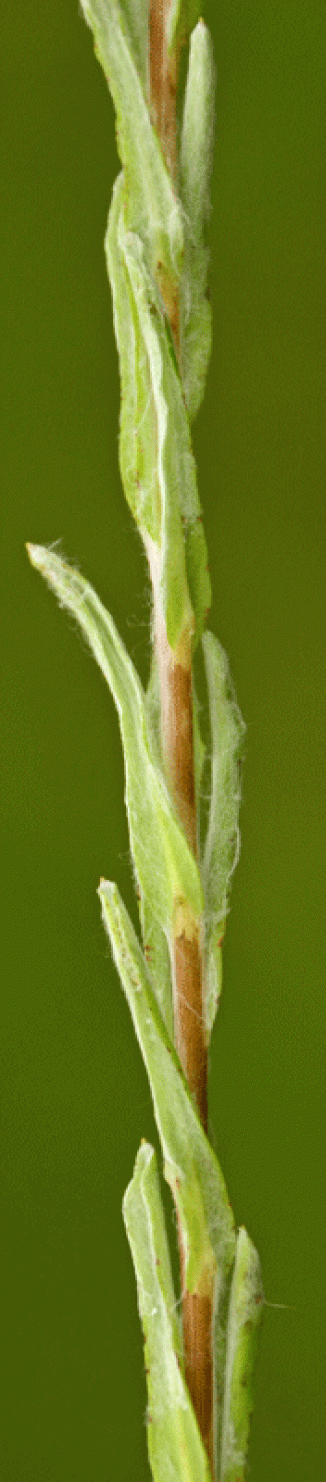 Cudweed, Common