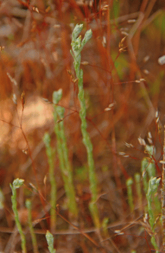 Cudweed, Small