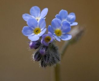 Forget-me-not, Field