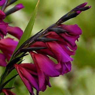 Gladiolus, Eastern
