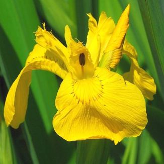 Iris, Yellow