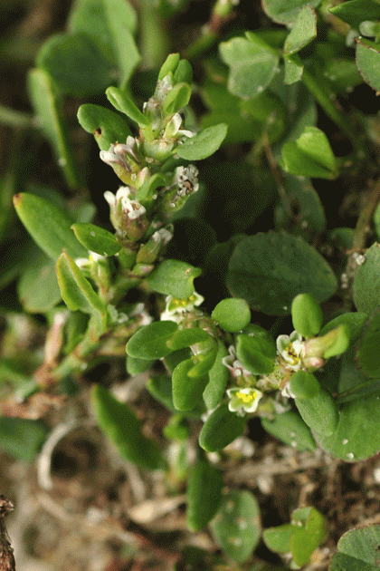 Knotgrass, Equal-leaved
