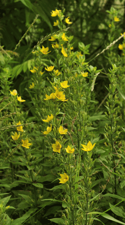 Loosestrife, Dotted