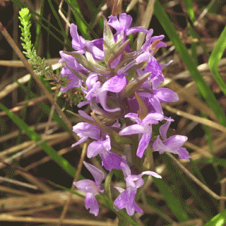 Marsh-orchid, Narrow-leaved