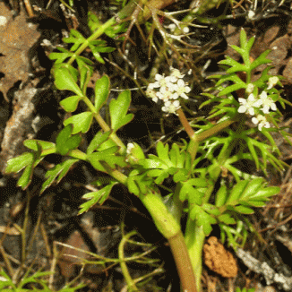 Marshwort, Lesser