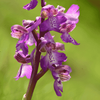 Orchid, Green-winged