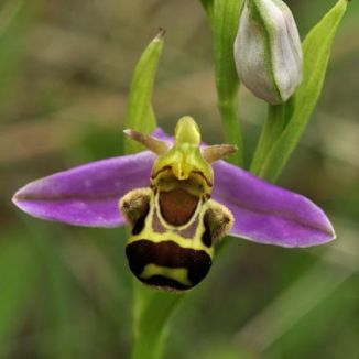 Orchid, Bee