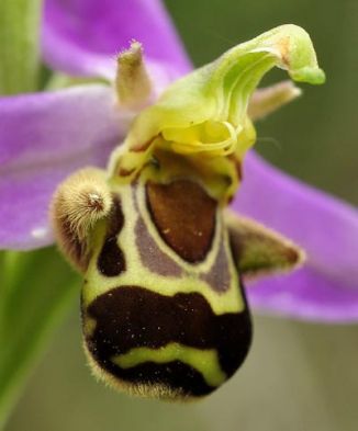Orchid, Bee