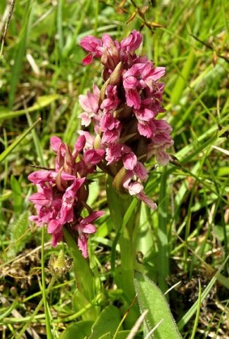 Marsh-orchid, Early - ssp coccinea