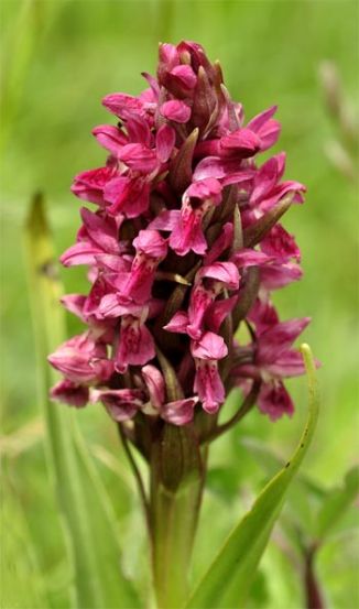 Marsh-orchid, Early - ssp coccinea