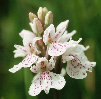 Spotted-orchid, Heath