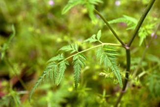Hedge-parsley, Upright