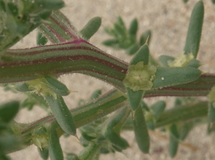 Saltwort, Prickly