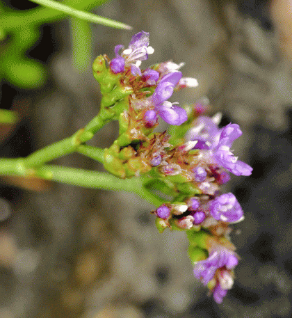 Sea-lavender, Western