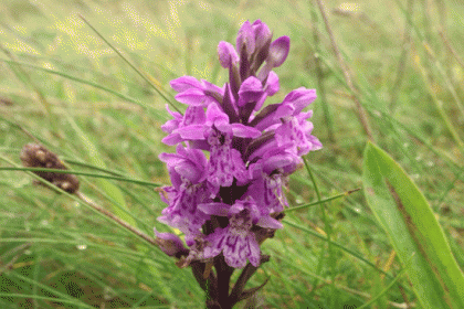 Spotted-orchid, Hebridean