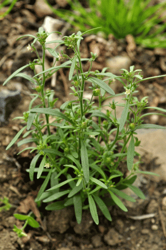Toadflax, Small