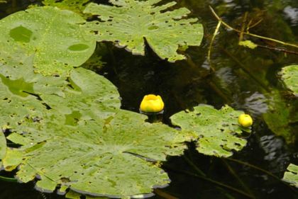 Water-lily, Yellow