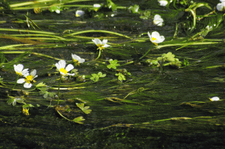 Water-crowfoot, Stream