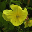 Evening-primrose, Large-flowered