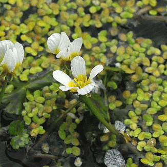 Water-crowfoot, Common