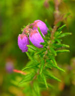 St Dabeoc's Heath