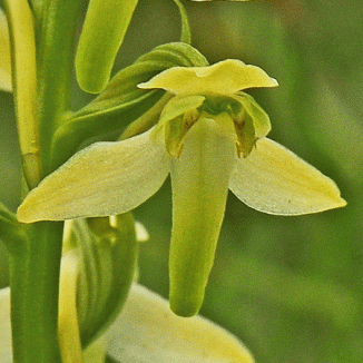 Butterfly-orchid, Greater