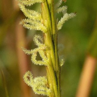 Cord-grass, Common