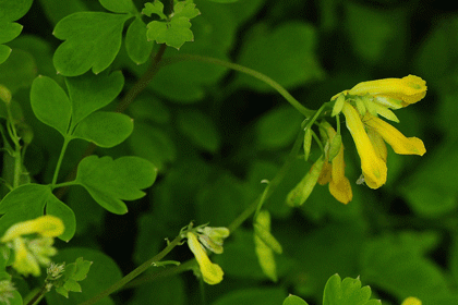 Corydalis, Yellow
