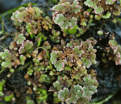 Fern, Water