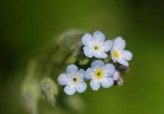 Forget-me-not, Field