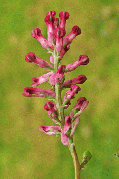 Fumitory, Common