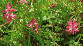 Fumitory, Common