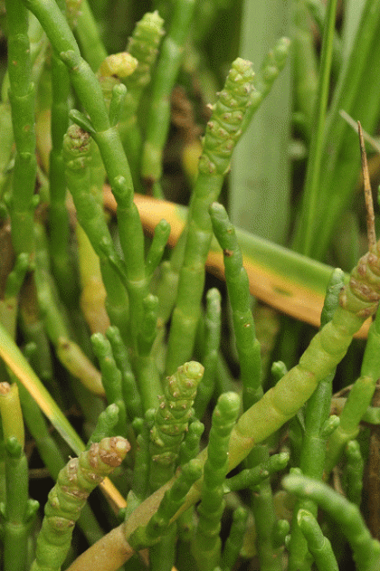 Glasswort, Perennial