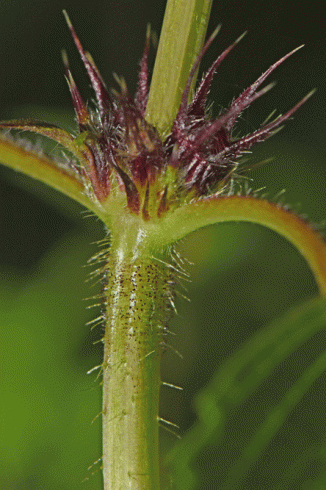 Hemp-nettle, Common