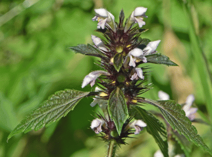 Hemp-nettle, Common