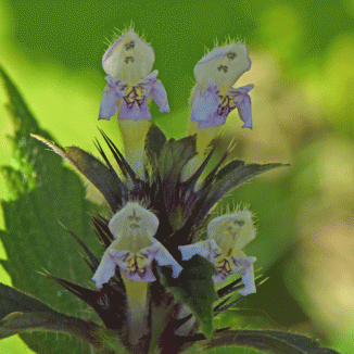Hemp-nettle, Common