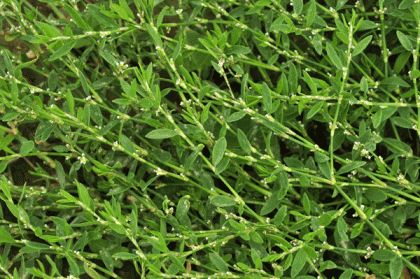Knotgrass, Equal-leaved