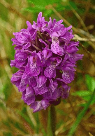 Marsh-orchid, Irish