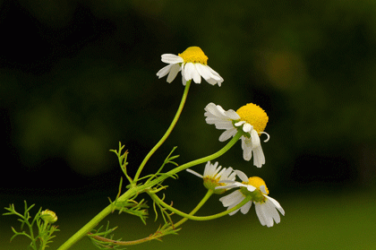 Mayweed, Scented