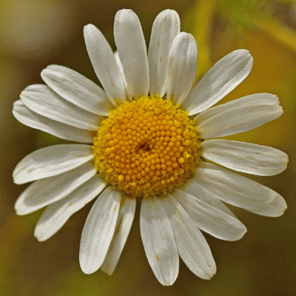 Mayweed, Scentless