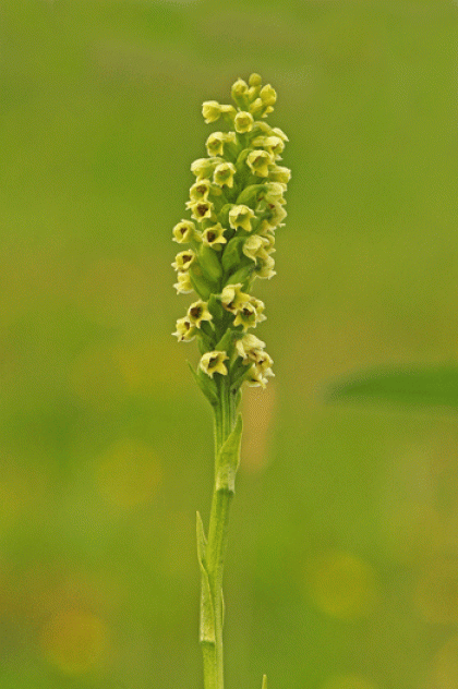 Orchid, Small White