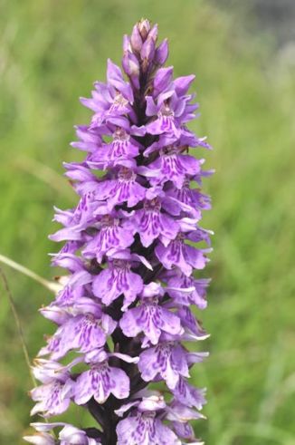 Spotted-orchid, Common