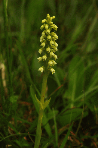 Orchid, Small White