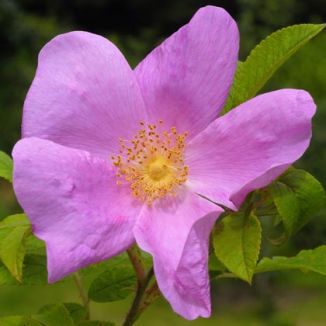 Rose, Japanese