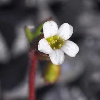 Saxifrage, Rue-leaved