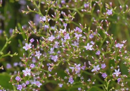 Sea-lavender, Lax-flowered