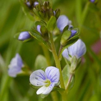 Speedwell, Thyme-leaved